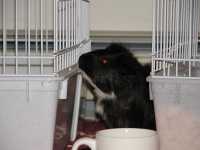 images/corny's best rabbit impression